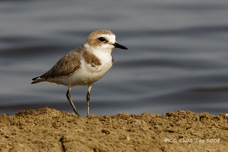 Kentish Plover