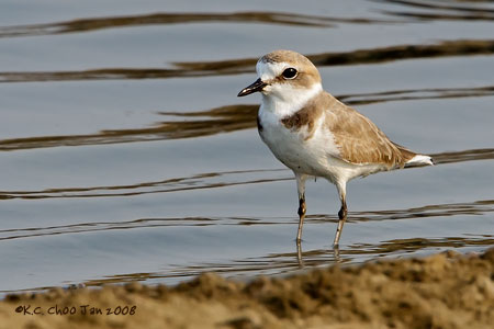 Kentish Plover