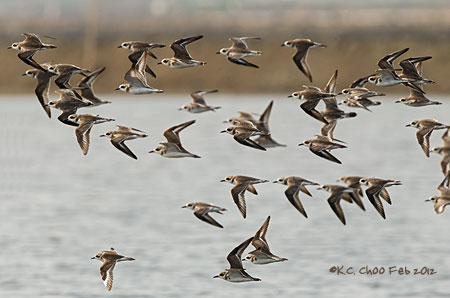 Lesser Sand Plover
