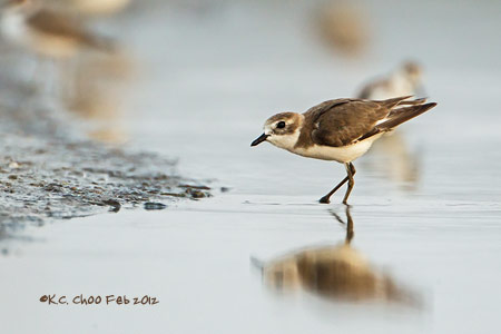 Lesser Sand Plover