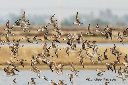 Lesser Sand Plover