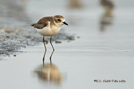 Lesser Sand Plover