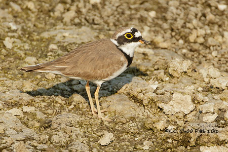 Little Ringed Plover