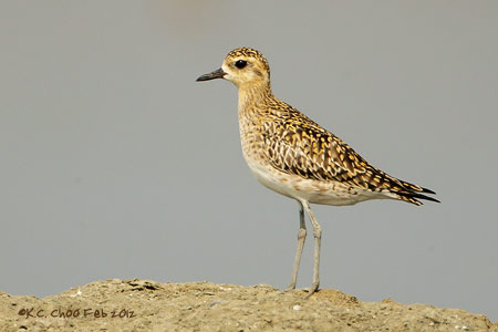 Pacific Golden Plover