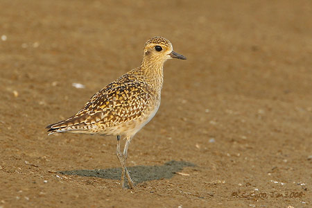 Pacific Golden Plover