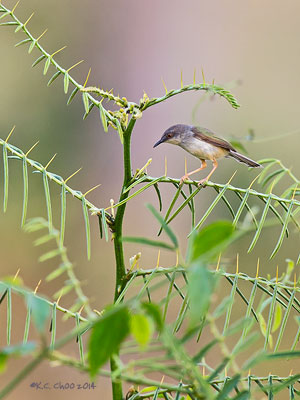 Grey-breasted Prinia