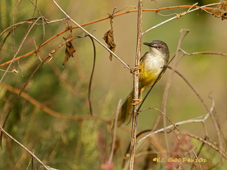 Grey-breasted Prinia