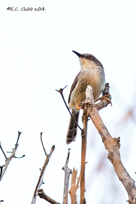 Grey-breasted Prinia