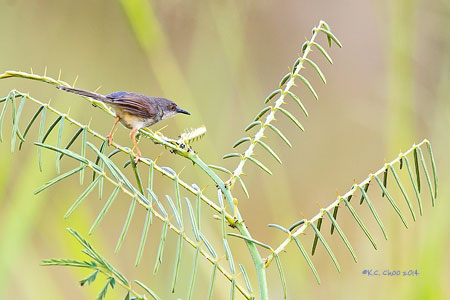 Grey-breasted Prinia