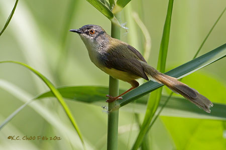 Grey-breasted Prinia