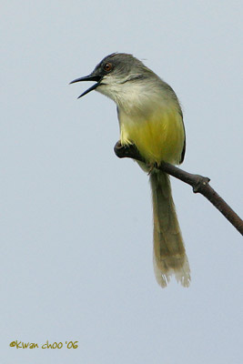 Grey-breasted Prinia