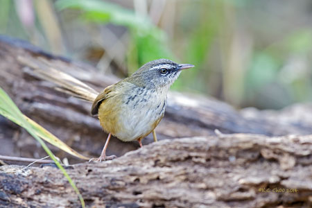 Hill Prinia