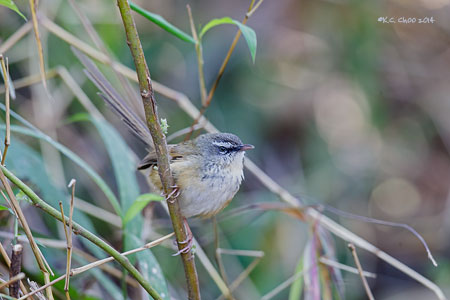 Hill Prinia