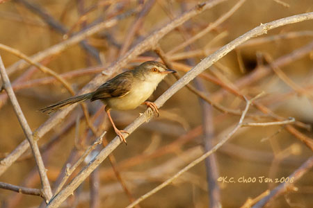 Plain Prinia