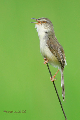 Plain Prinia