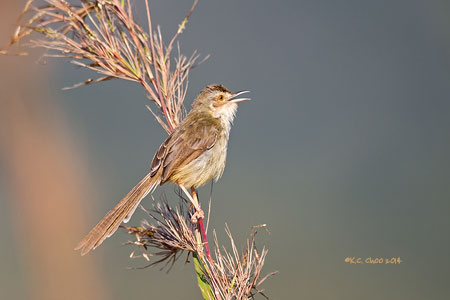 Plain Prinia