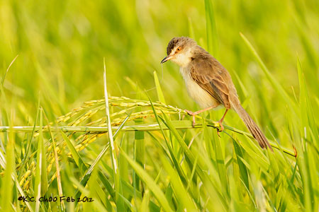Plain Prinia