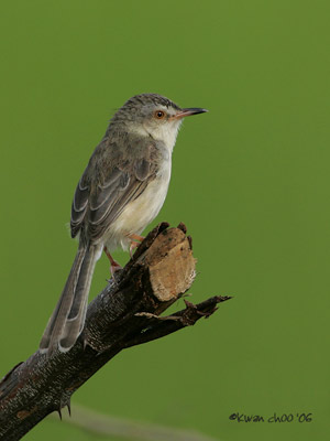 Plain Prinia