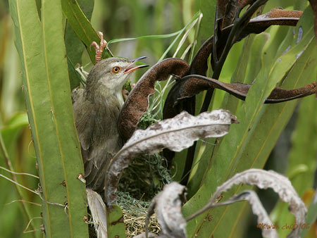 Plain Prinia