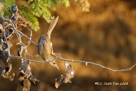 Plain Prinia