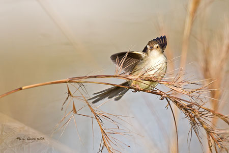 Plain Prinia