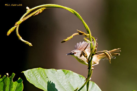 Rufescent Prinia