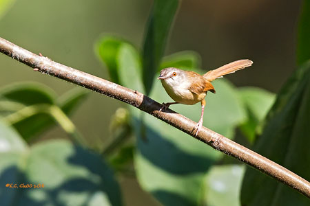Rufescent Prinia