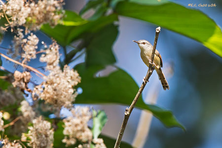 Rufescent Prinia
