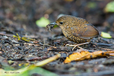 Pygmy Wren Babbler