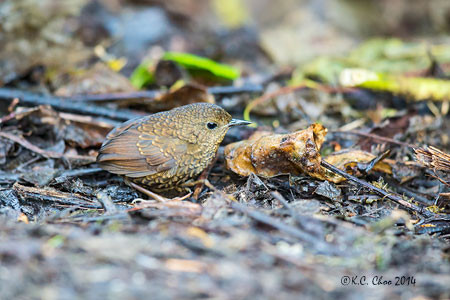 Pygmy Wren Babbler