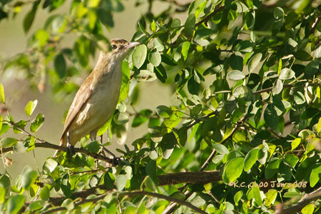 Radde's Warbler