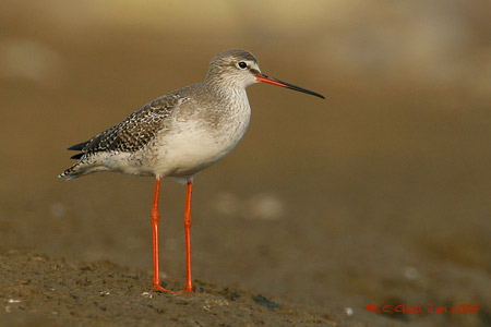 Common Redshank
