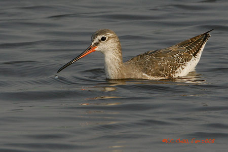 Common Redshank