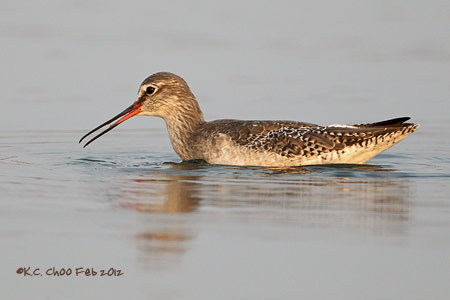 Common Redshank