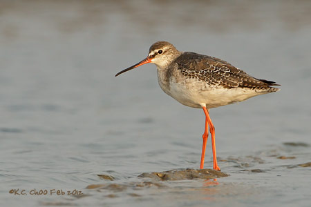 Common Redshank