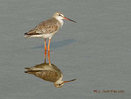 Spotted Redshank
