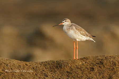 Spotted Redshank