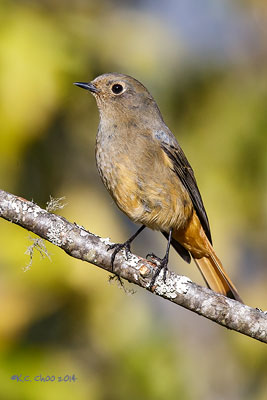 Blue-fronted Redstart