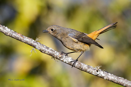 Blue-fronted Redstart