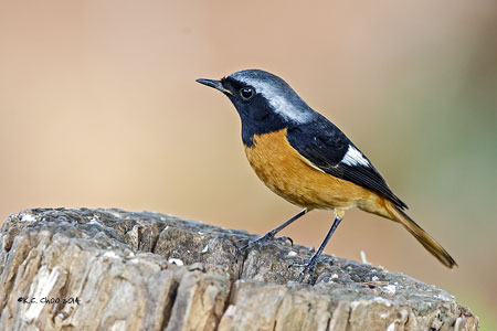 Daurian Redstart