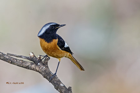 Daurian Redstart