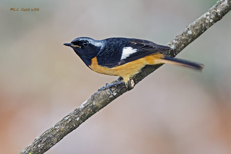 Daurian Redstart