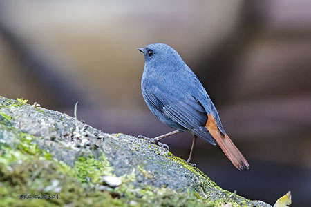 Plumbeous Redstart
