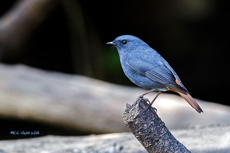 Plumbeous Redstart