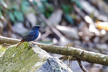 Plumbeous Redstart