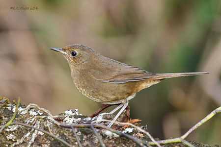 White-bellied Redstart