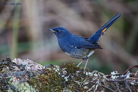 White-bellied Redstart