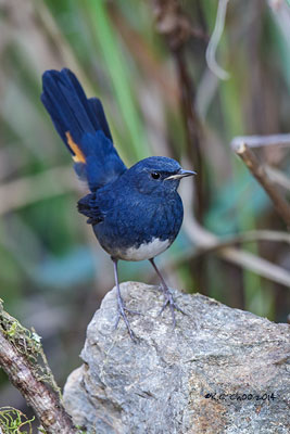 White-bellied Redstart