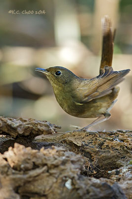 White-bellied Redstart