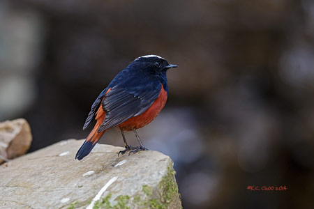 White-capped Water Redstart